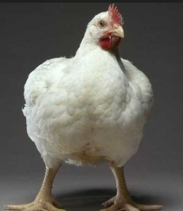 Туша бройлера Цыплята