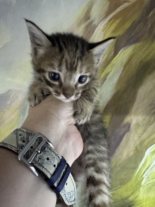 Отдам котят девочки