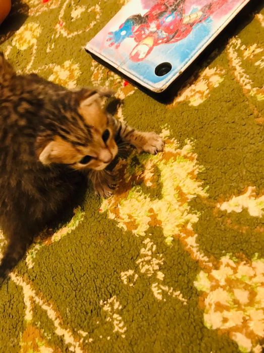 Шатлан мысығының марғаулары  бар