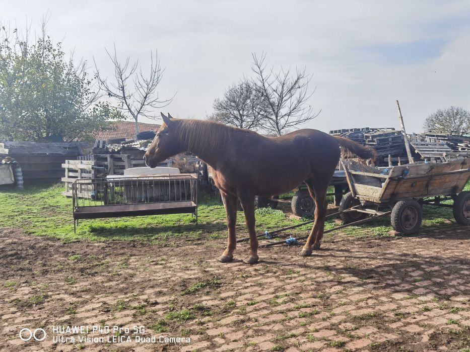 Кобила 155 см висока