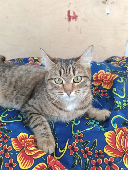 Отдам Кошка  9айлық