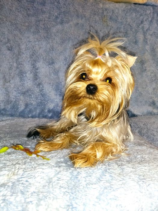 Щенята Йоркширского терьера