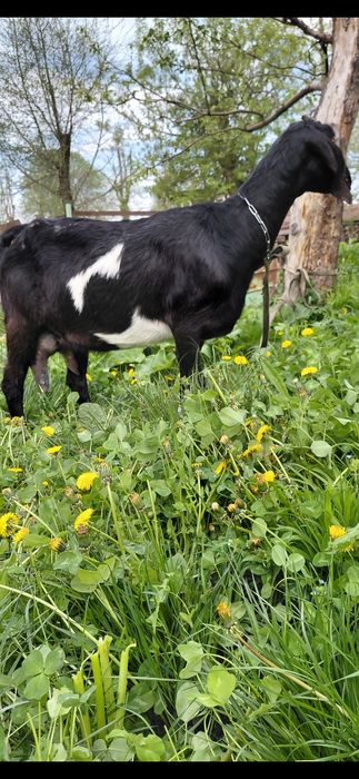 Коза нубийская 1 окот