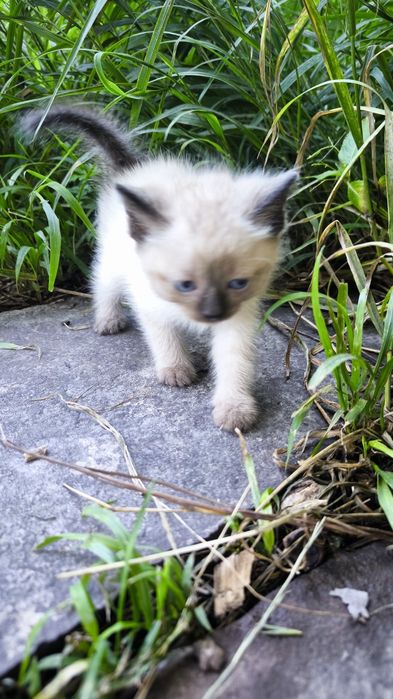 Котят отдам в хорошие руки