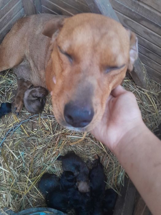 Продам шинки 1000тг