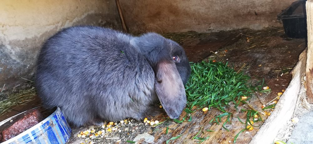 Iepure mascul berbec German