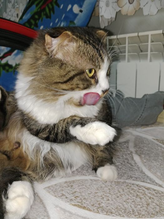 Отдам  кота в добрые руки