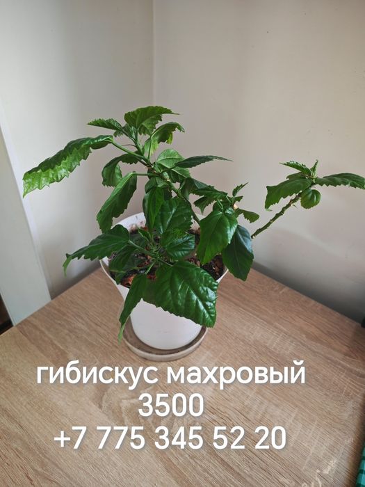 Комнатные растения