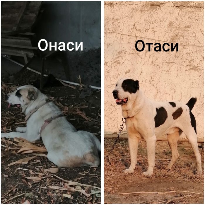 Алабай кучиклар сотилади. Тоза кон 3 ойлик