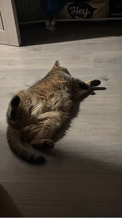 отдаю бесплатно кошку