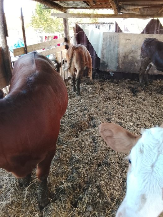 Vând 4 vițele bălțate