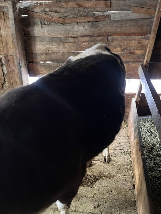 Продам тёлку, на откорме