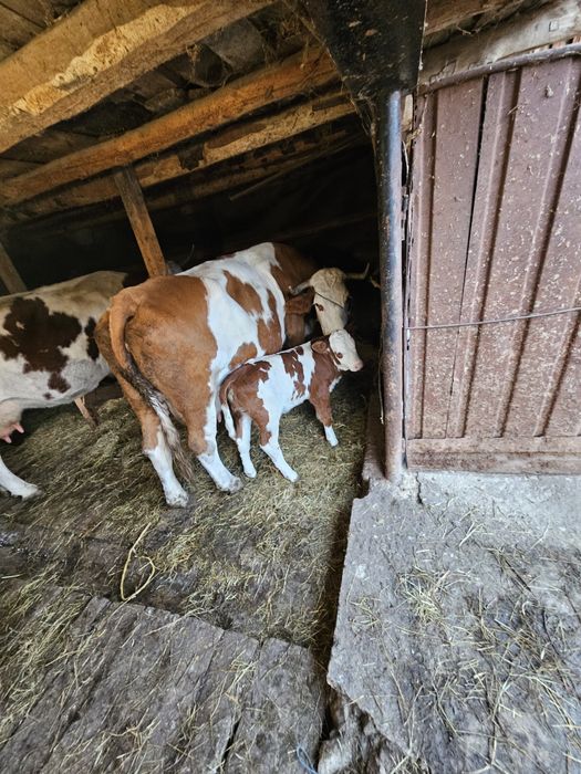 Vacă bălțată cu vițea