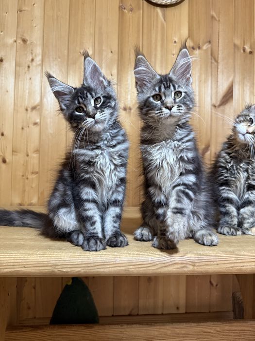 Роскошные котята мейн-куны