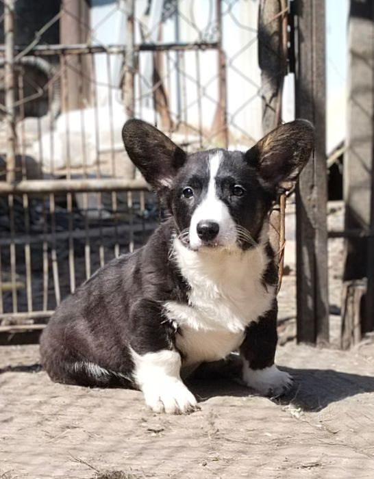 Щенки вельш корги