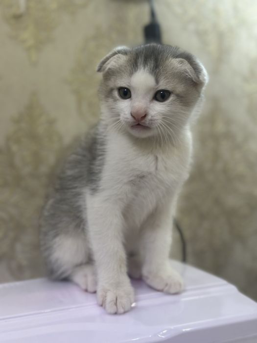 Вислоухие котята
