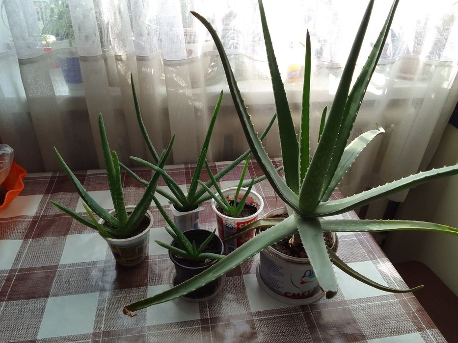 Алоэ Вера 200тг.