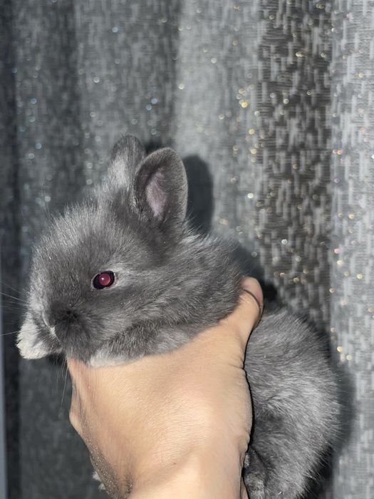 Кролики декоративные