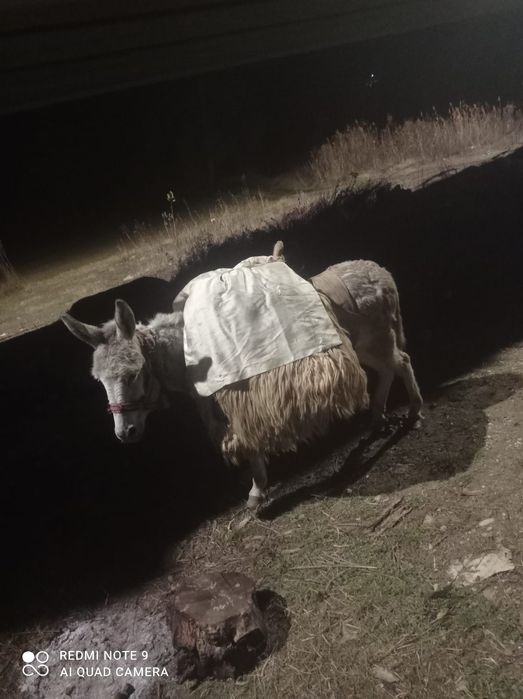 Vând măgăriță a făta