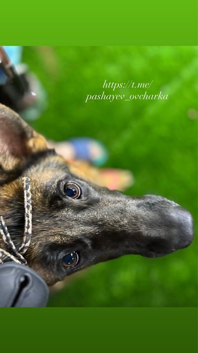 Щенки немецкой овчарки (бронирование)