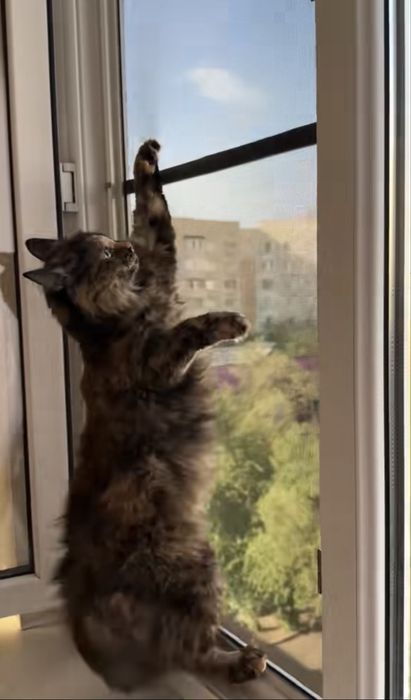 Москитные сетки АНТИКОШКА