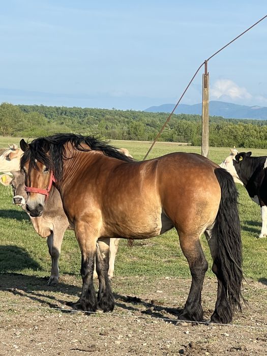 Vînd mînză semigreu de 3 ani