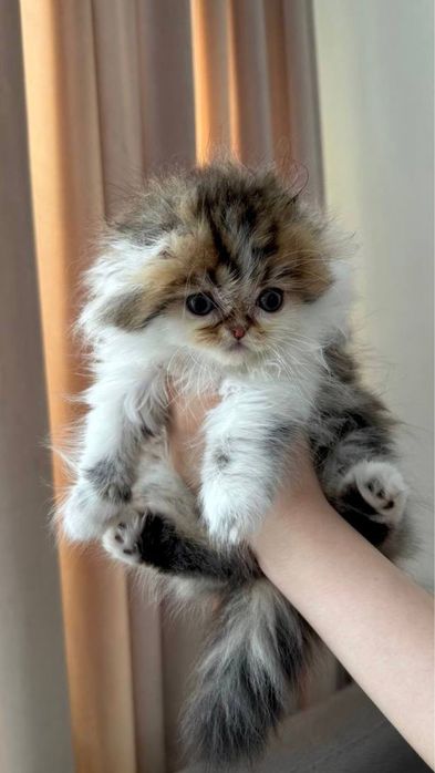 Продаётся породистый котёнок (мальчик)