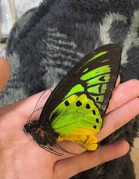 Одна из самых редки бабочек в мире.