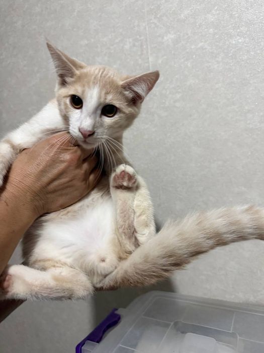 Котенок Персик 3 месяца, домашний