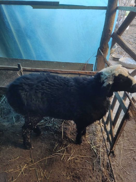 Barra QO'CHQORlar sotilladi EGIZAK