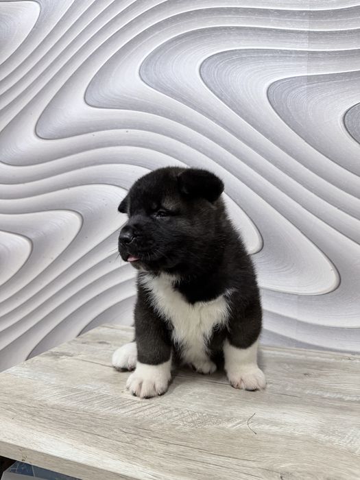 Щенки американской акиты