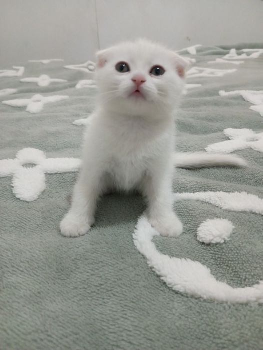 Продам котят породы Scottish  fold и Scottish strayt