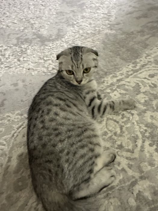 Вислоухая кошечка