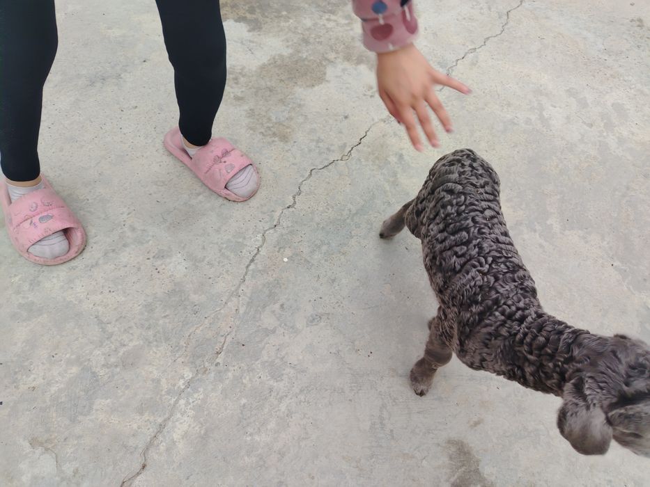 Barracha sotiladi qoyni bolasi