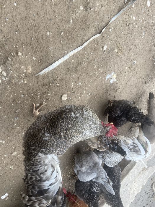 қораздар сатылады