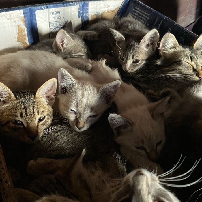 Отдам котят и кошек