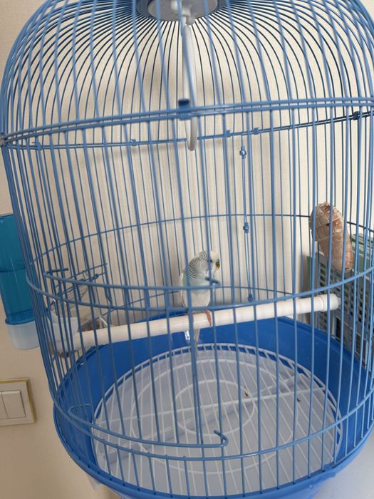 Волнистый попугай