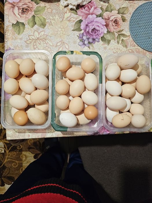 Oua de gaini de tara