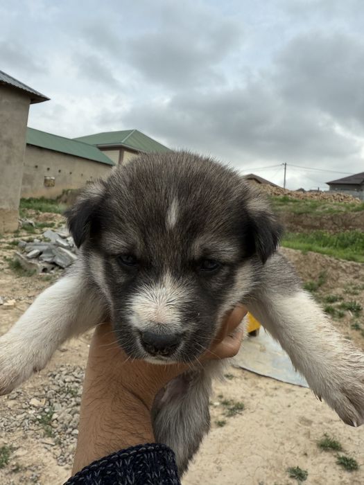 хаски Баласы Сатылады Хаски