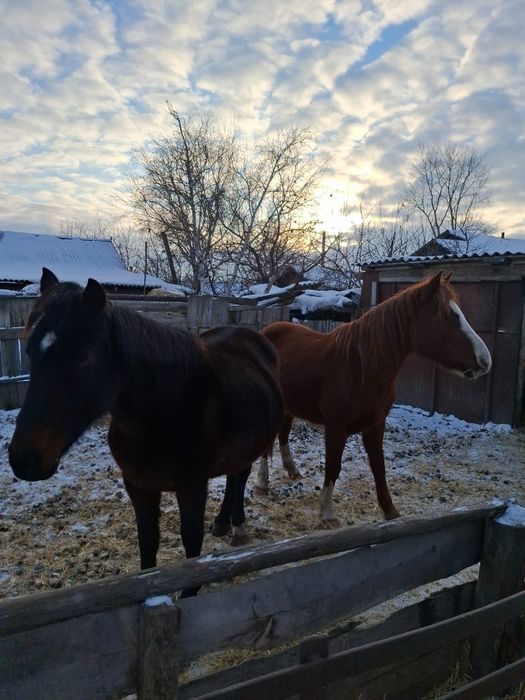 Продам лошадей ...