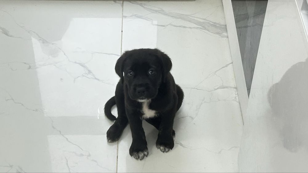 Дизайнерско Кане Корсо