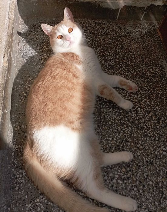 Принц на 1г. 3мес.