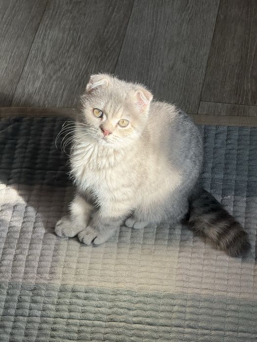 Шотландский вислоухий котёнок