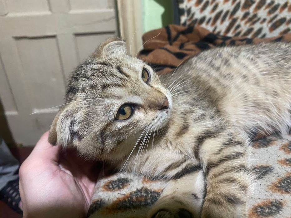 Котята, отдам в хорошие руки
