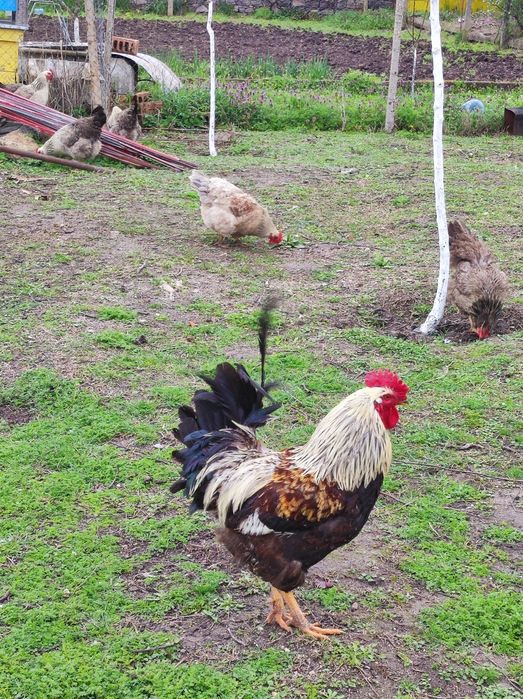 Яйца за люпене от катунски кокошки