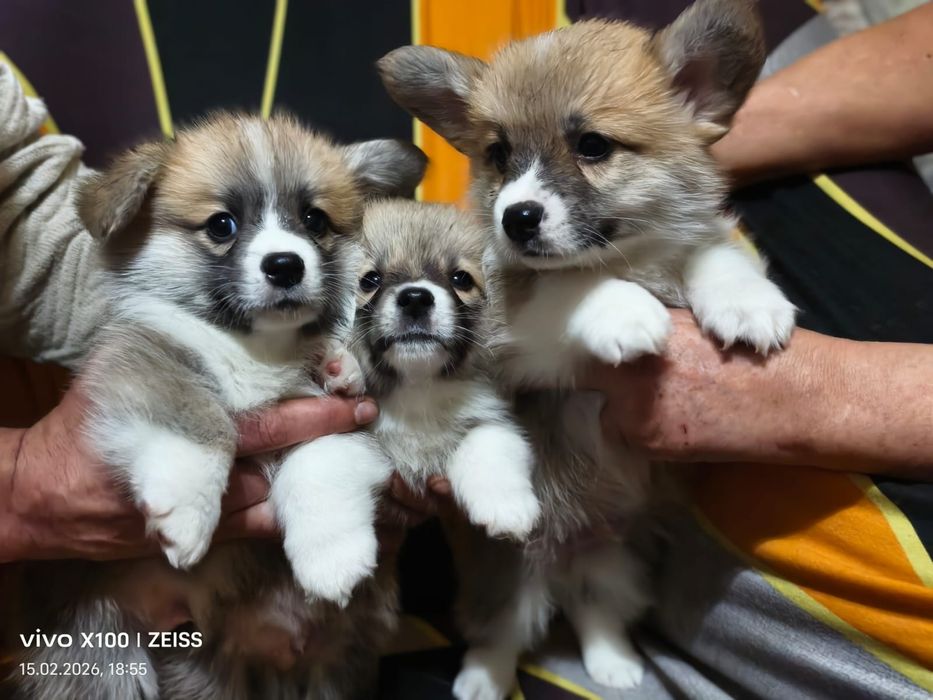 Очаровательные щенки вельш корги пемброк.