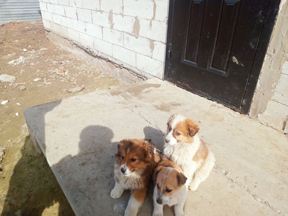 Щинята, звоночки.