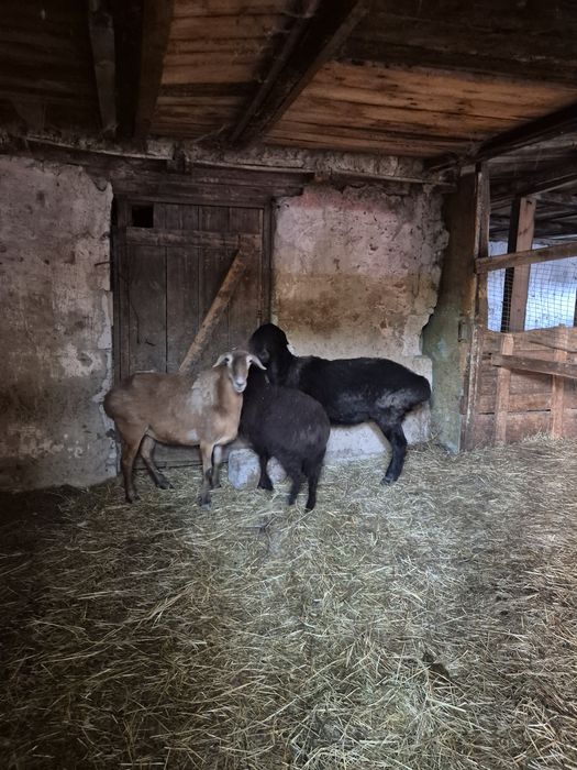 Продам матки 3 голов.