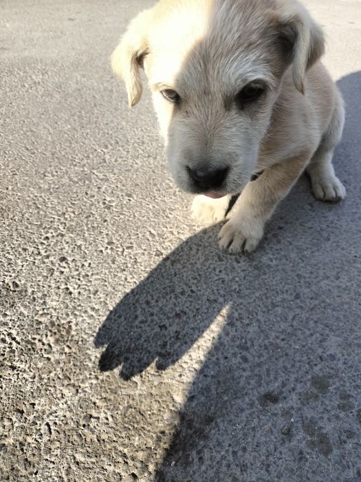 Отдам щенка! Срочно!