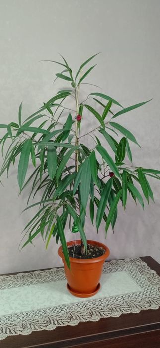 Продам фикус Али 90 см